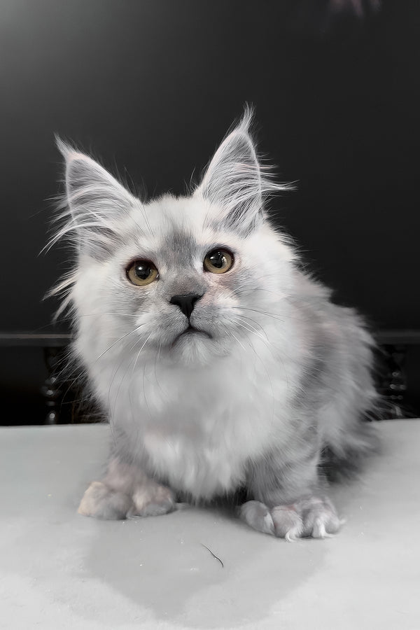 Hardy | Polydactyl Maine Coon Kitten
