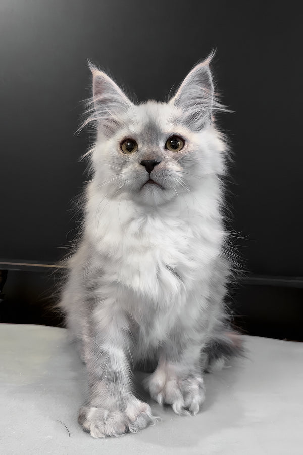 Hardy | Polydactyl Maine Coon Kitten
