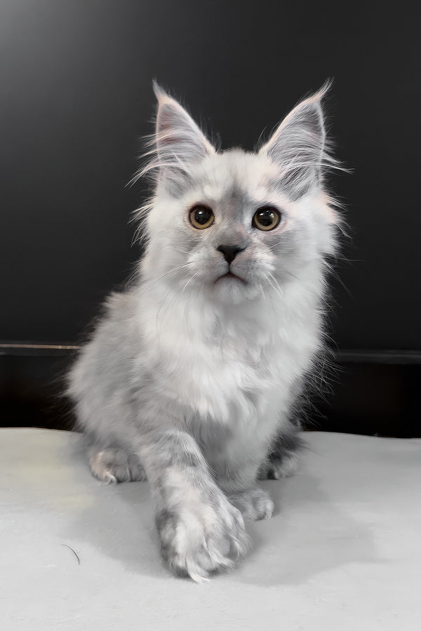 Hardy | Polydactyl Maine Coon Kitten