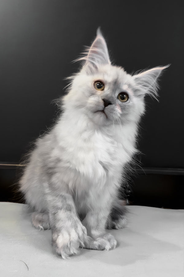 Hardy | Polydactyl Maine Coon Kitten
