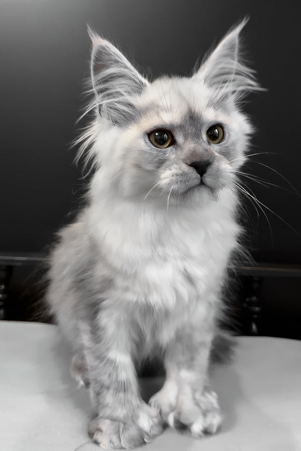 Hardy | Polydactyl Maine Coon Kitten