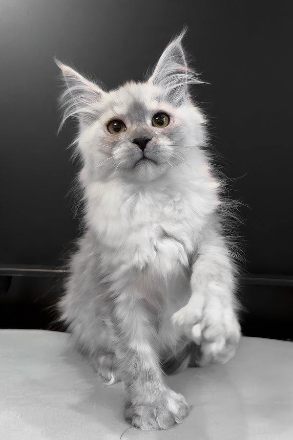 Hardy | Polydactyl Maine Coon Kitten