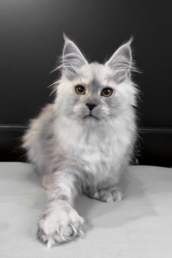 Hardy | Polydactyl Maine Coon Kitten
