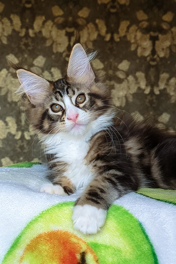 Haridvary | Maine Coon Kitten