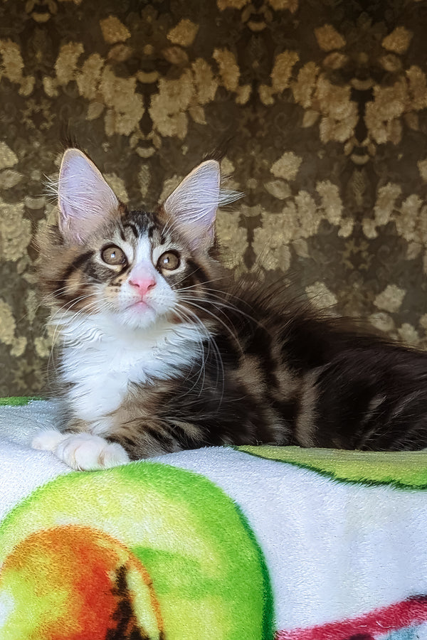Haridvary | Maine Coon Kitten