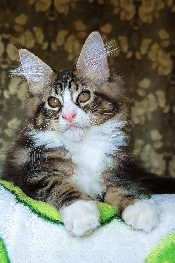 Haridvary | Maine Coon Kitten