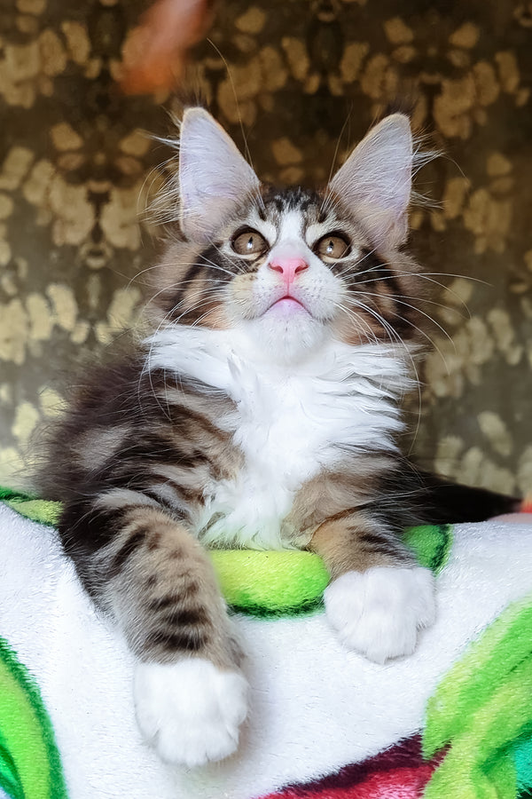 Haridvary | Maine Coon Kitten