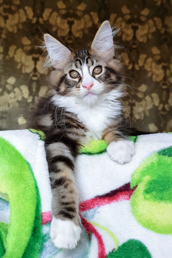 Haridvary | Maine Coon Kitten