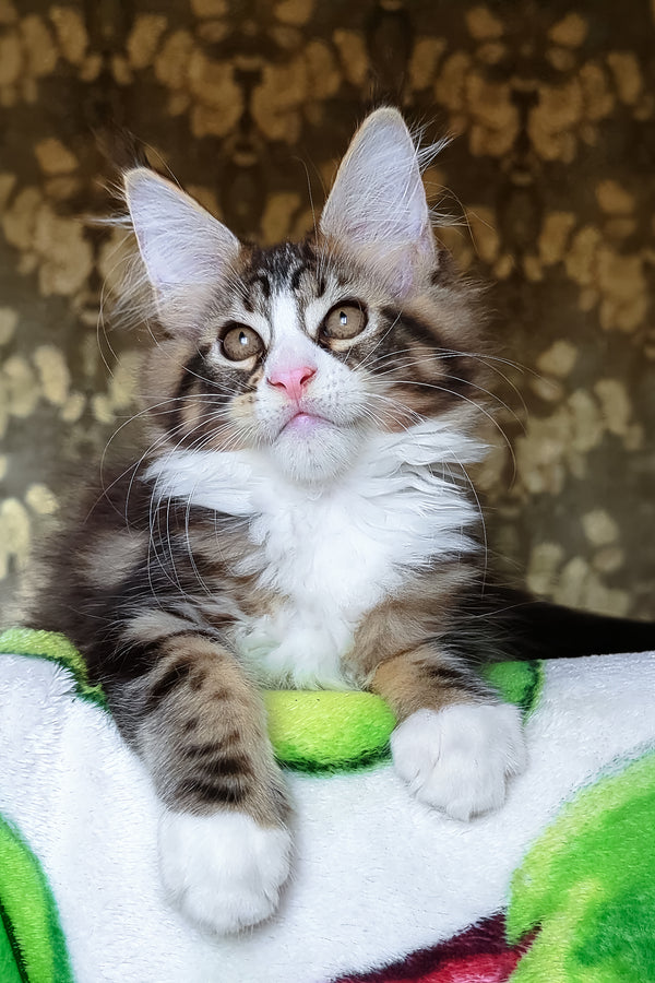 Haridvary | Maine Coon Kitten