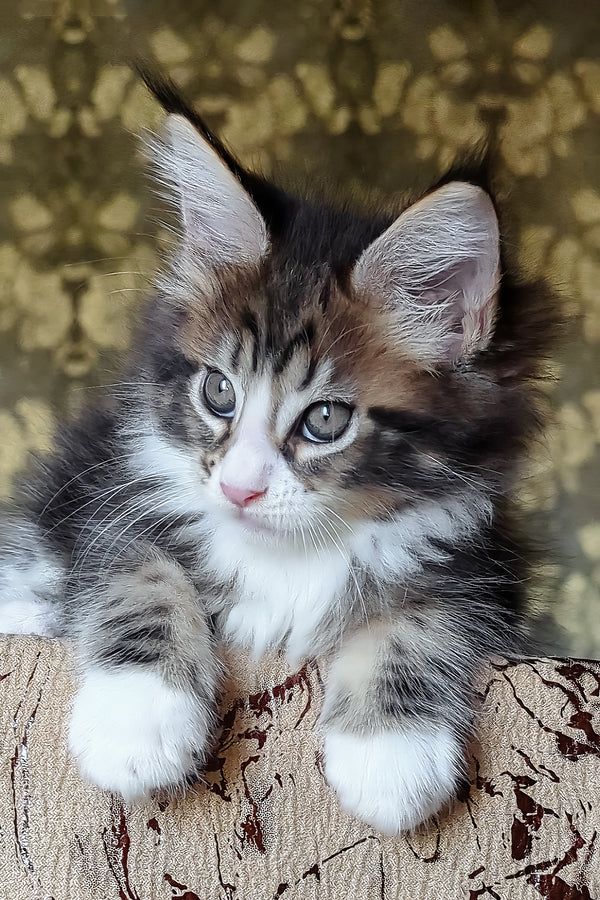 Haridvary | Maine Coon Kitten