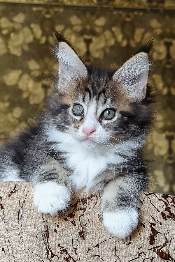 Haridvary | Maine Coon Kitten