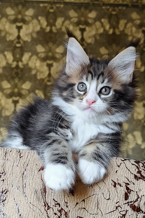 Haridvary | Maine Coon Kitten