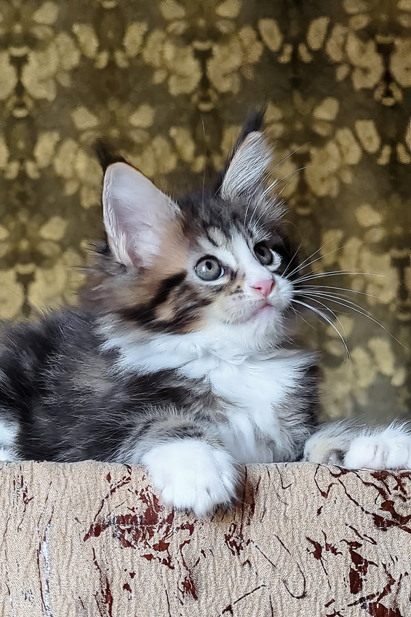 Haridvary | Maine Coon Kitten