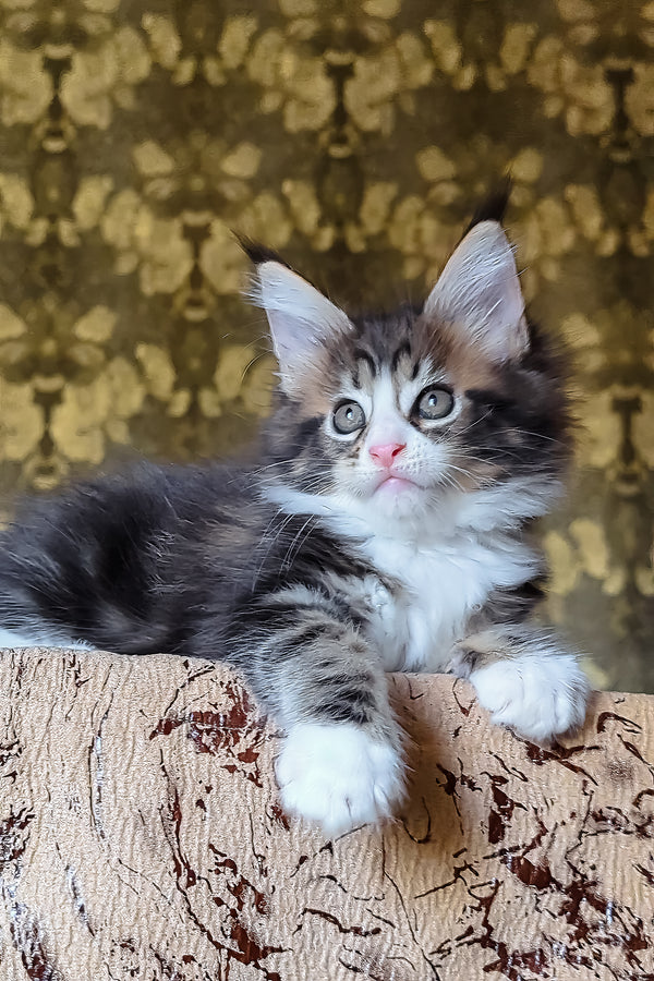 Haridvary | Maine Coon Kitten