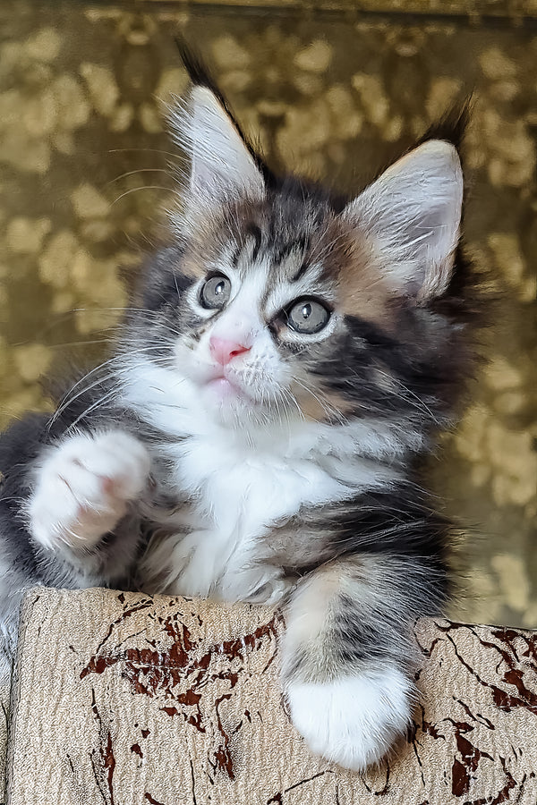 Haridvary | Maine Coon Kitten