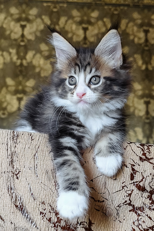 Haridvary | Maine Coon Kitten