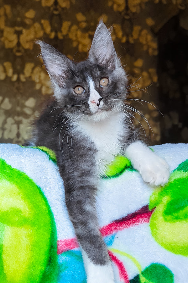 Harisha | Maine Coon Kitten