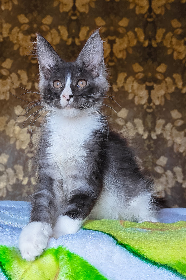 Harisha | Maine Coon Kitten