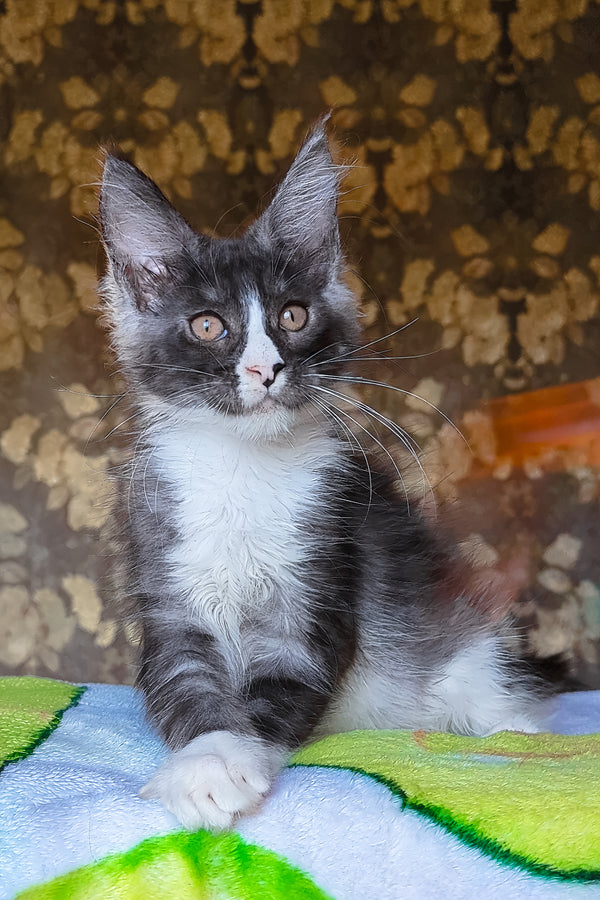 Harisha | Maine Coon Kitten