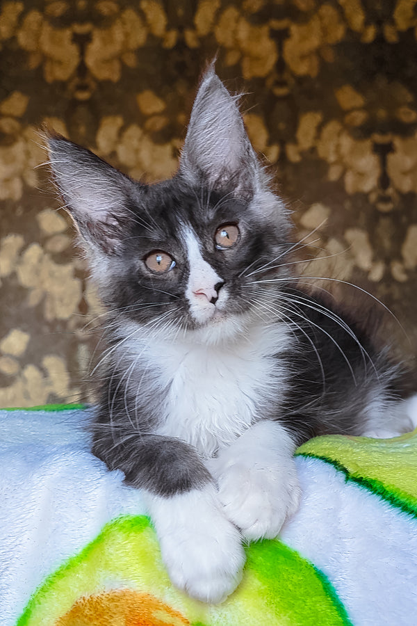 Harisha | Maine Coon Kitten