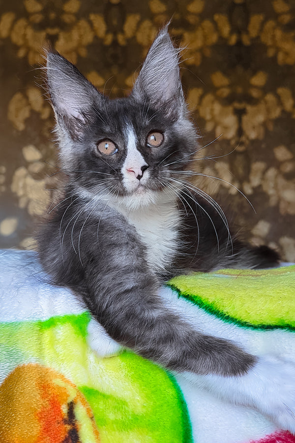 Harisha | Maine Coon Kitten