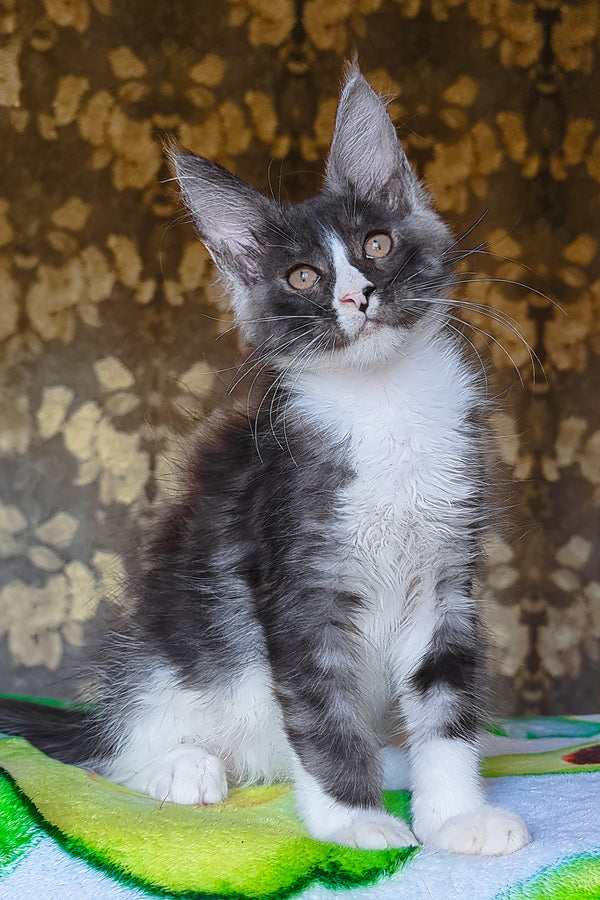 Harisha | Maine Coon Kitten