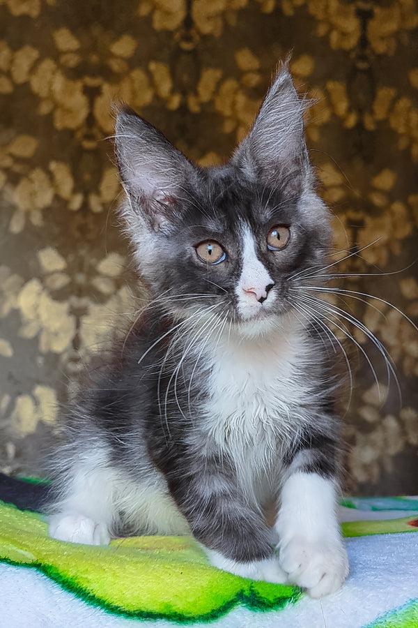 Harisha | Maine Coon Kitten