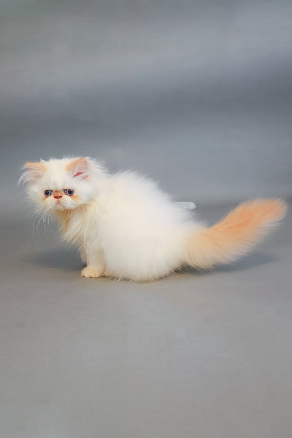 Sherry | Persian Kitten