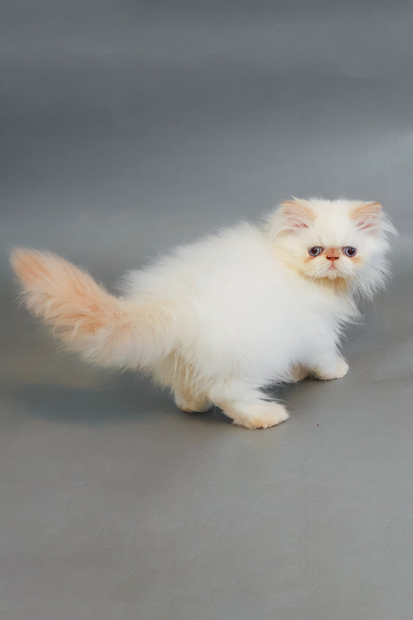 Sherry | Persian Kitten