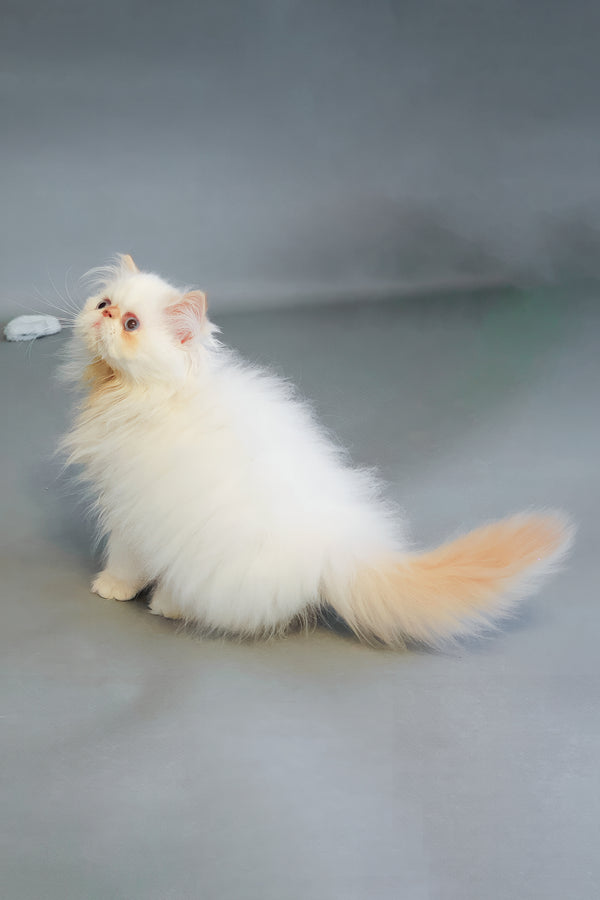 Sherry | Persian Kitten