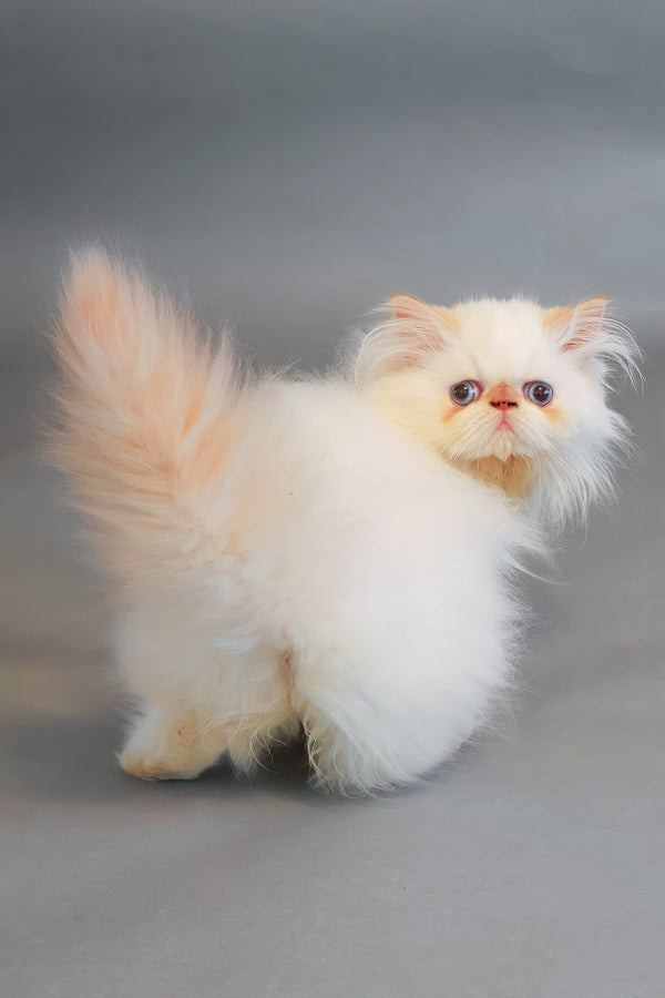 Sherry | Persian Kitten