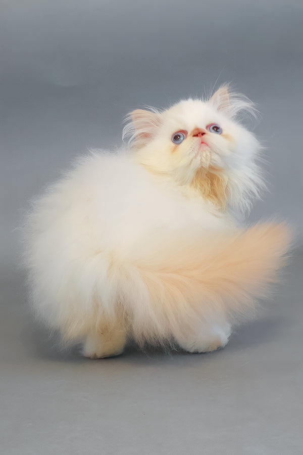 Sherry | Persian Kitten