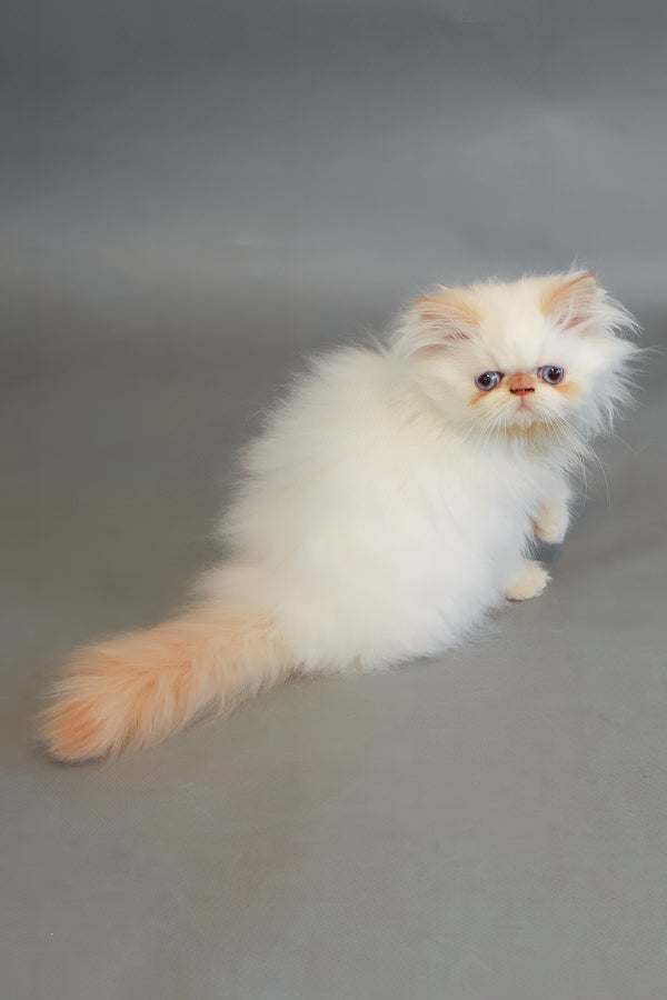 Sherry | Persian Kitten