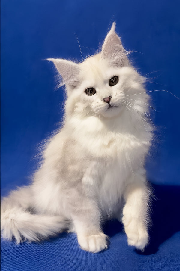 Harmony | Maine Coon Kitten