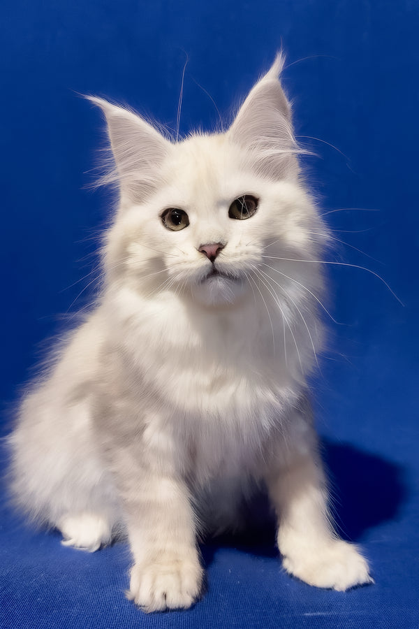 Harmony | Maine Coon Kitten