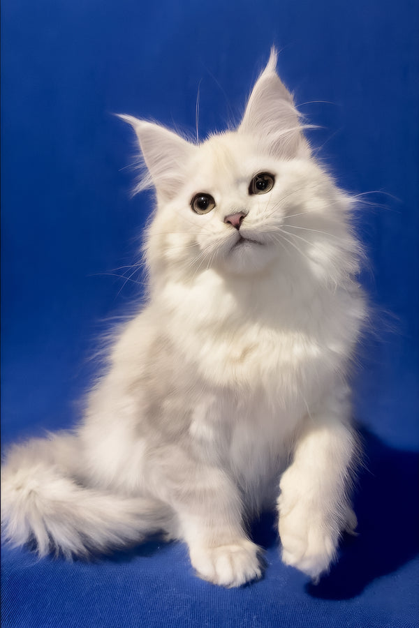 Harmony | Maine Coon Kitten