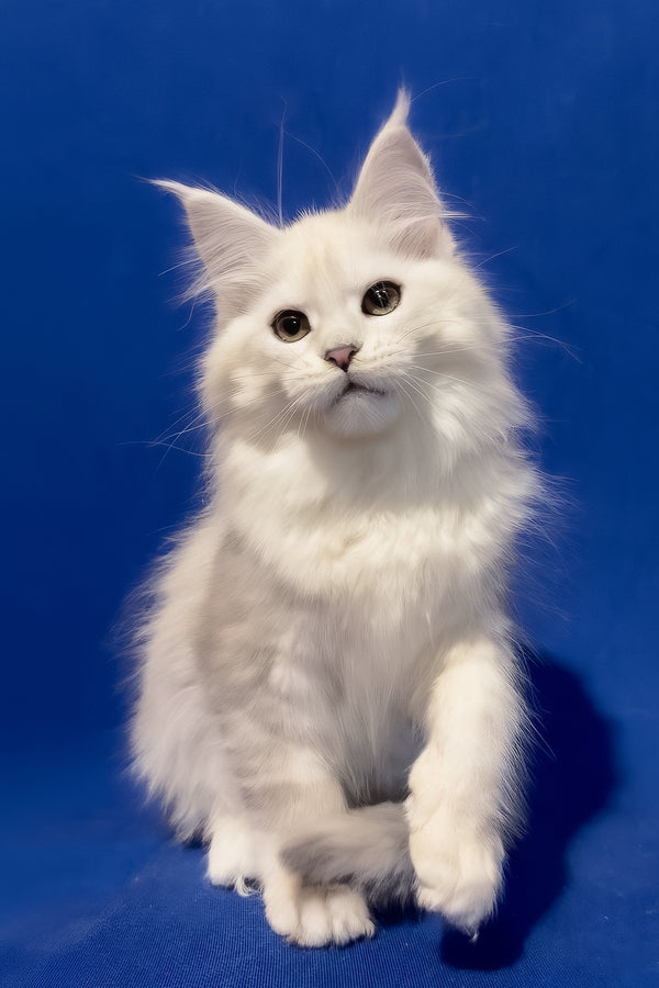 Harmony | Maine Coon Kitten