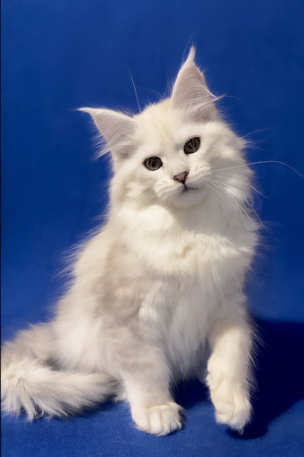 Harmony | Maine Coon Kitten