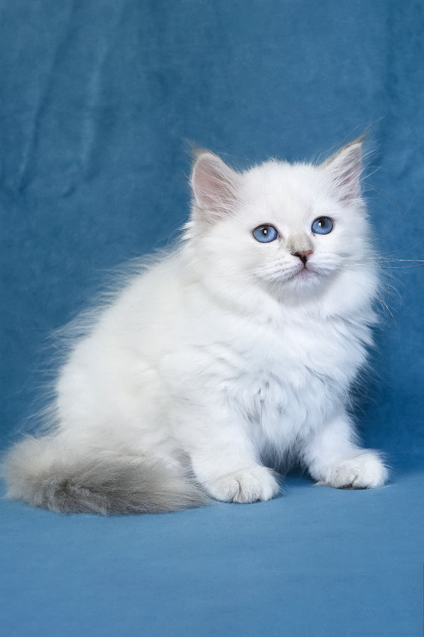 Harper | Siberian Kitten