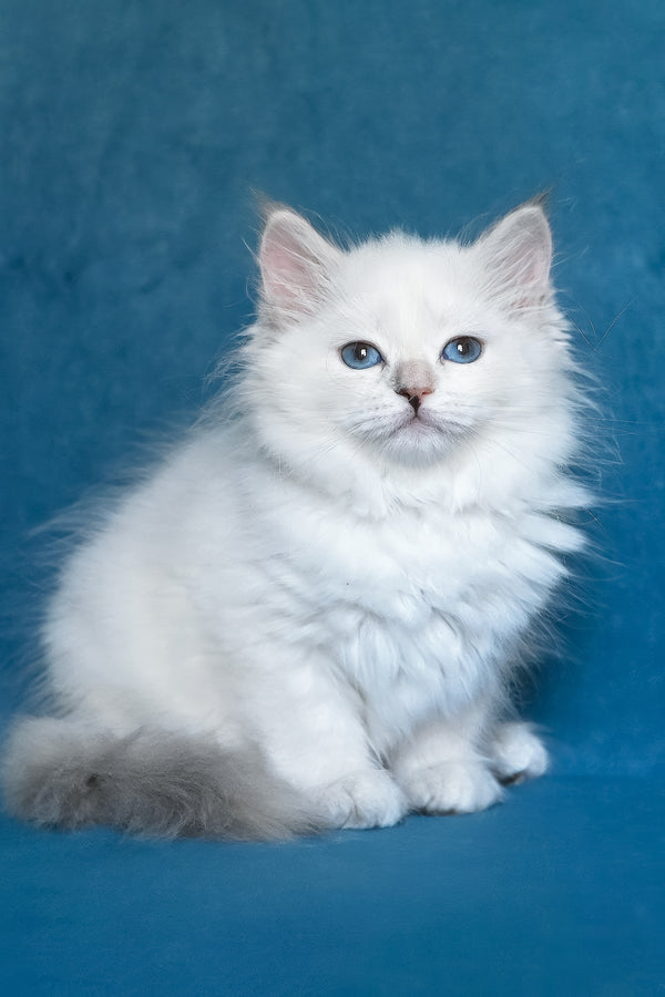 Harper | Siberian Kitten