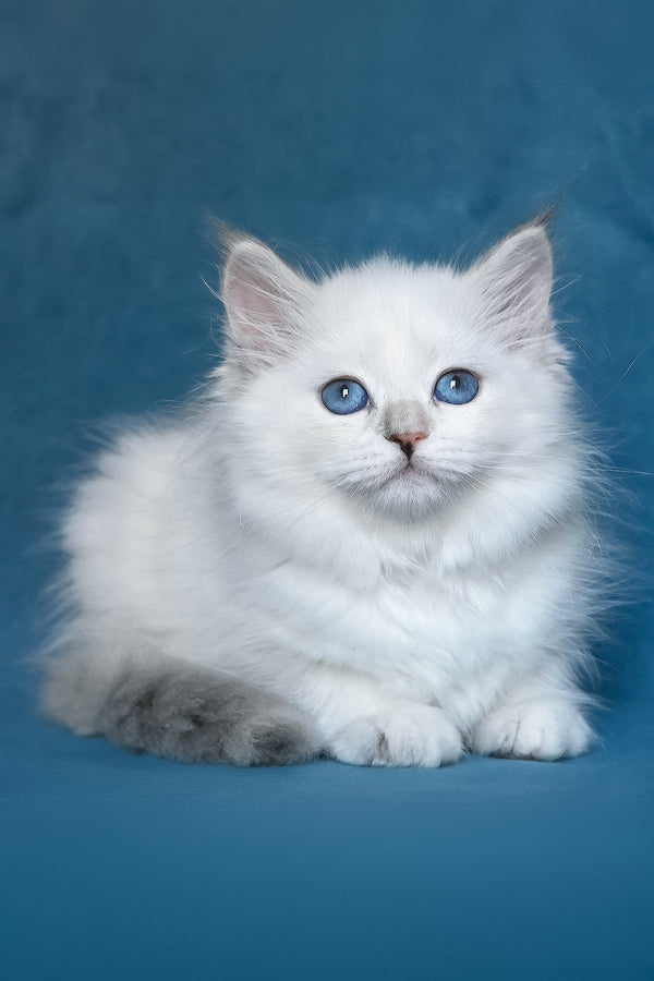 Harper | Siberian Kitten