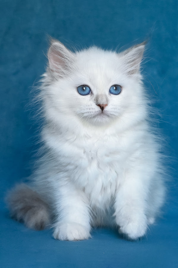 Harper | Siberian Kitten