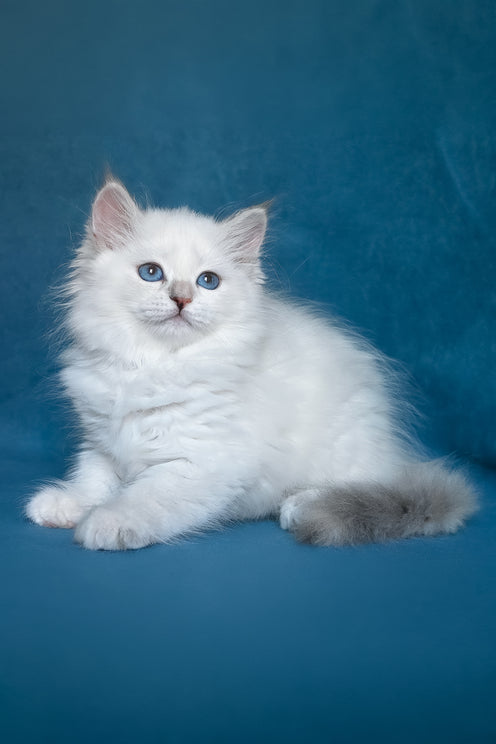Harper | Siberian Kitten