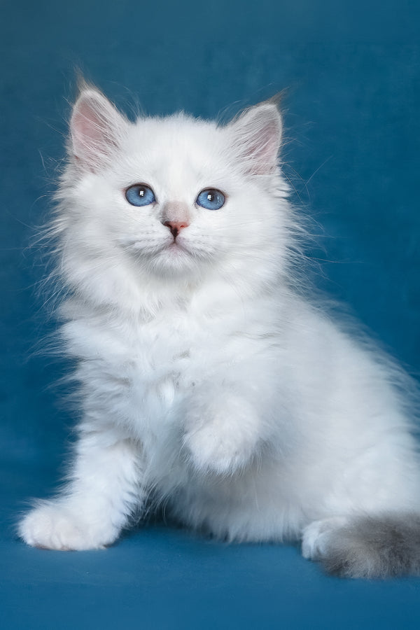 Harper | Siberian Kitten