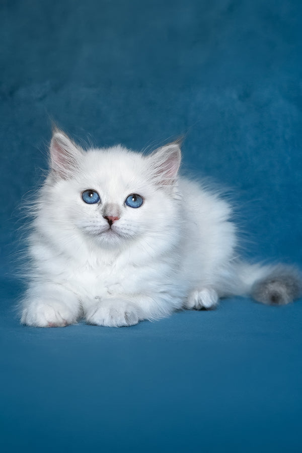 Harper | Siberian Kitten