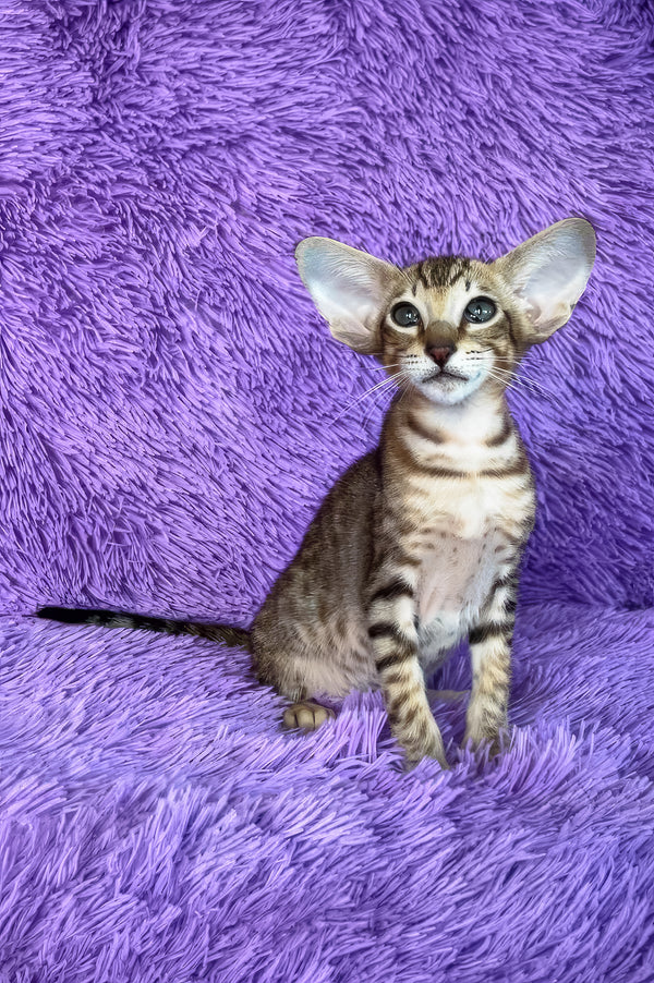 Harry | Oriental Shorthair Kitten
