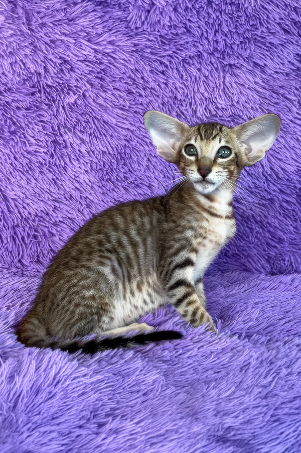 Harry | Oriental Shorthair Kitten