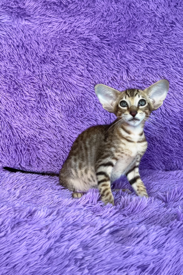 Harry | Oriental Shorthair Kitten