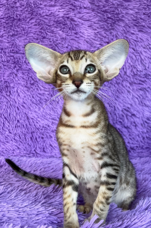 Harry | Oriental Shorthair Kitten