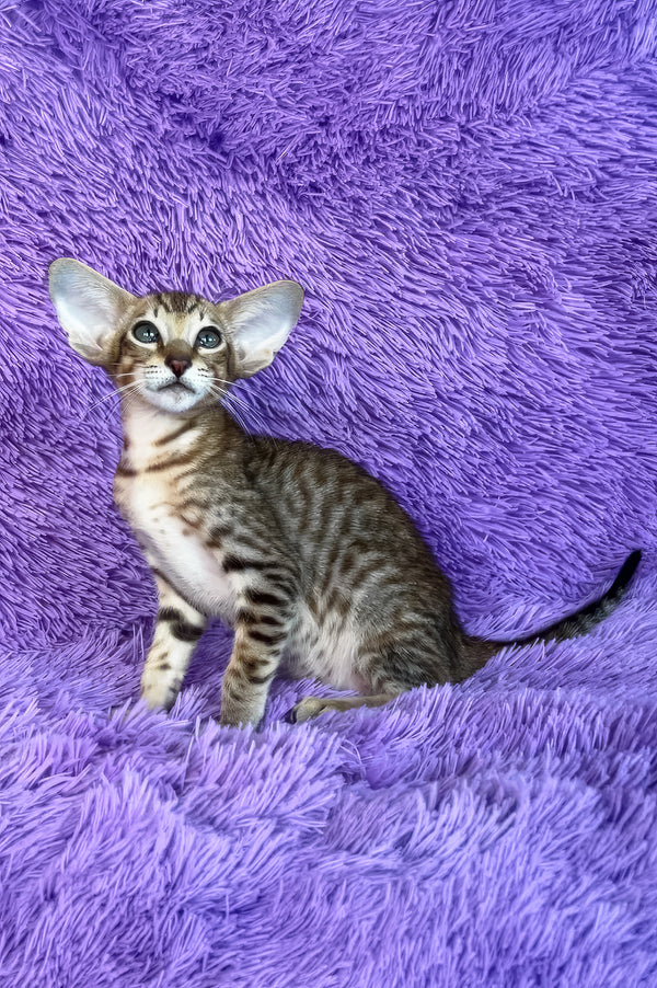 Harry | Oriental Shorthair Kitten